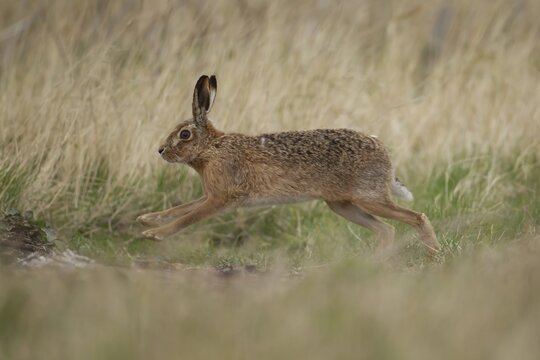 European brown hare (Lepus europaeus) adult animal running in grassland in spring, England, United Kingdom