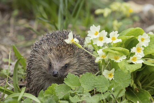 European hedgehog (Erinaceus europaeus) adult animal in a garden next to a Primrose flower in the spring, England, United Kingdom