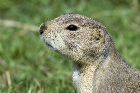 Black-tailed Prairie Dog (Cynomys ludovicianus), Salzburg Zoo, Austria, Europe