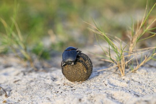 Dung beetle (Catharsius gorilla) rolling a dung ball, Loango National Park, Parc National de Loango, Ogoou&eacute;-Maritime Province, Gabon