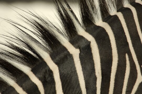 Mane, coat of zebra, grevyzebra, detail