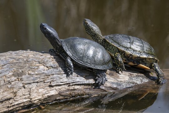 European pond turtles (Emys orbicularis), on a tree trunk, Germany