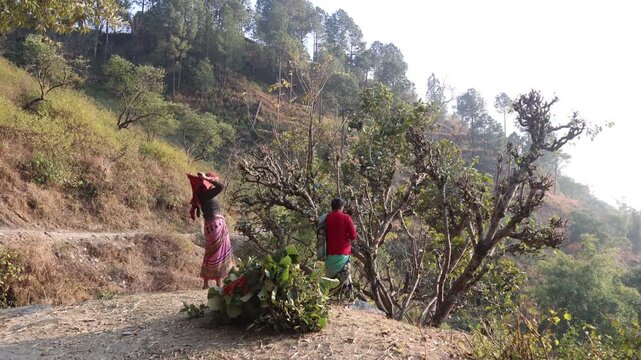 Raw video footage of two rural Indian women cutting and collecting tree fodder in Uttarakhand India showcasing traditional farming and countryside village lifestyle.