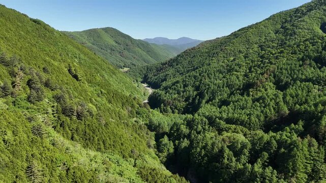 Lush green hills frame a winding valley. Clear sky casts gentle light across the scene. Trees stretch dense and vibrant. Narrow road winds through the forest. Nature's quiet beauty dominates the view