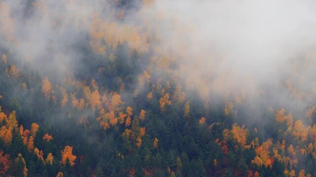 timelapse fog over the autumn colors of yellow larch and green spruce. Wind in the treetops