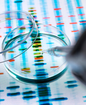 Sample of DNA being pipetted into a petri dish over genetic results