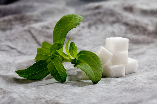 Stevia rebaudiana with cubes of sugar on textile