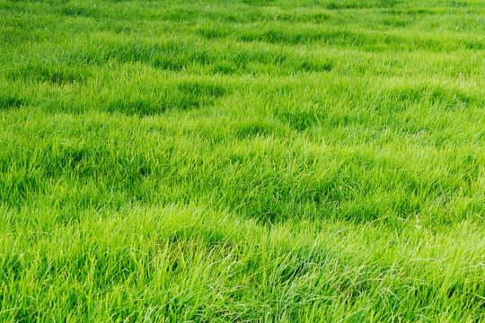 Patch of grass
