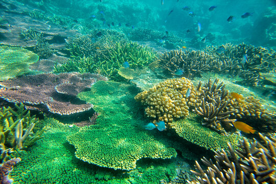 Malaysia, South China Sea, Tioman Island, Coral reef