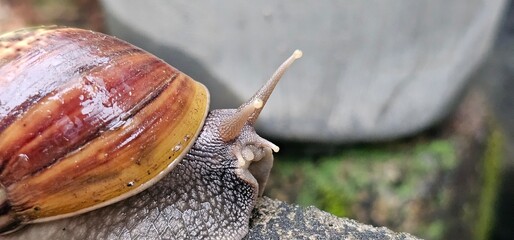 A closeup of a snail © Andy