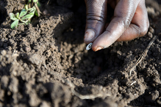 Burkina Faso, Zambele, hand with bean in soil