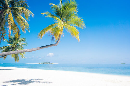 Maldives, Ari Atoll, view to palms and white sandy beach
