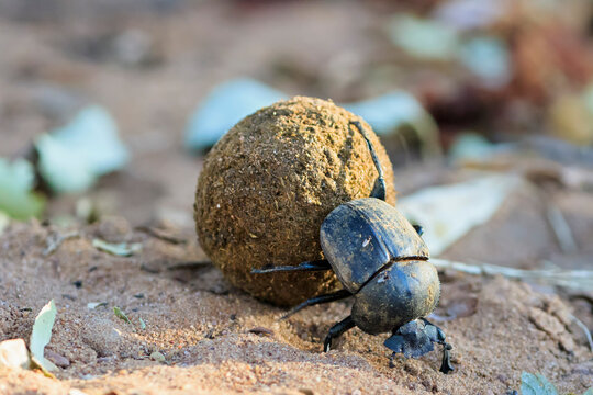 Dung beetle, Scarabaeus sacer, with dung ball
