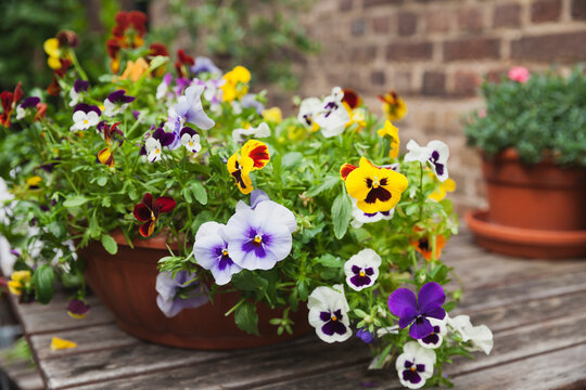 Viola on garden-table in flowerpot