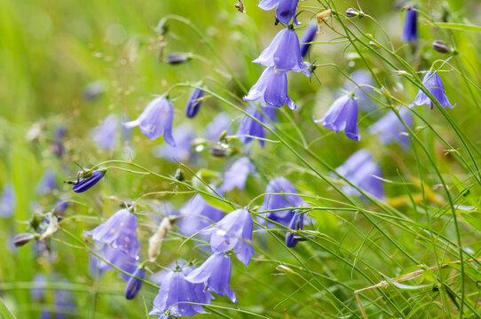 Bellflower, Campanula rotundifolia close-up