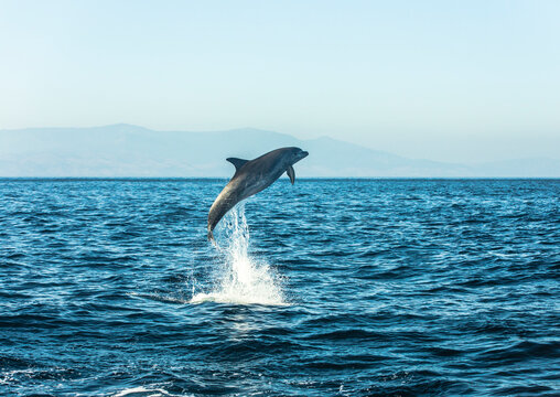 Spain, bottlenose dolphin jumping in the air