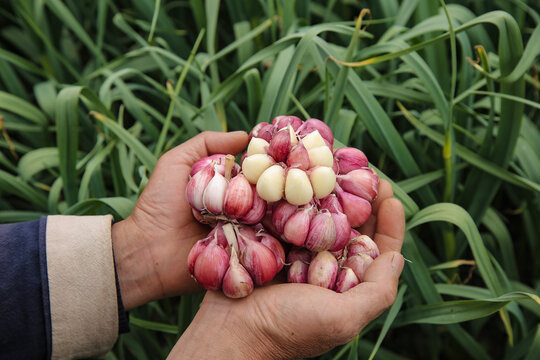 Fresh Purple Skinned Yunnan Dali Garlic Cloves in Hands for Natural Seasoning and Cooking Ingredients