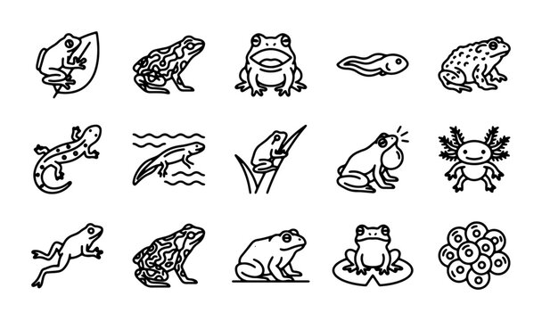 Amphibian Life Cycle Icons: Frogs, Tadpoles, Salamanders, Axolotl, Eggs, Nature Vector Set