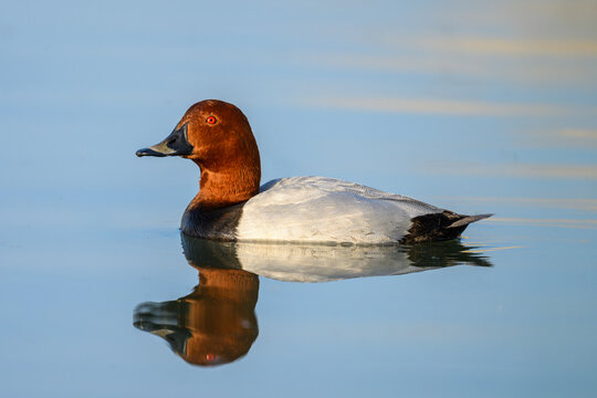 Common pochard duck swimming on blue water with reflection
