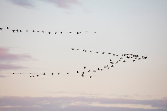Germany, Fischland-Darss-Zingst, Western Pomerania Lagoon Area National Park, Common cranes, Grus grus