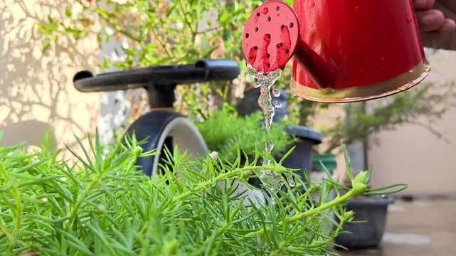 Watering portulaca grandiflora flowering plant with a watering can