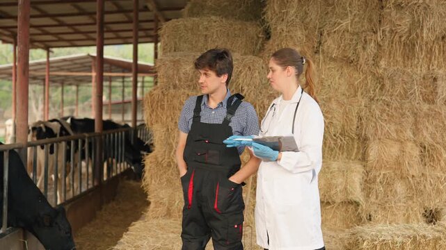Caucasian veterinarian and male farmer examining cows in modern cowshed. 