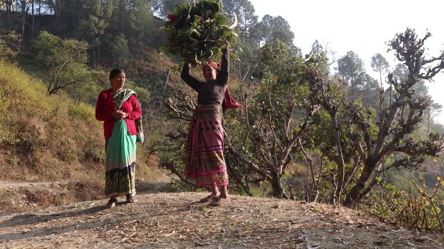 Raw video footage of two rural Indian women cutting and collecting tree fodder in Uttarakhand India showcasing traditional farming and countryside village lifestyle.