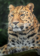 Fototapeta premium Amur leopard