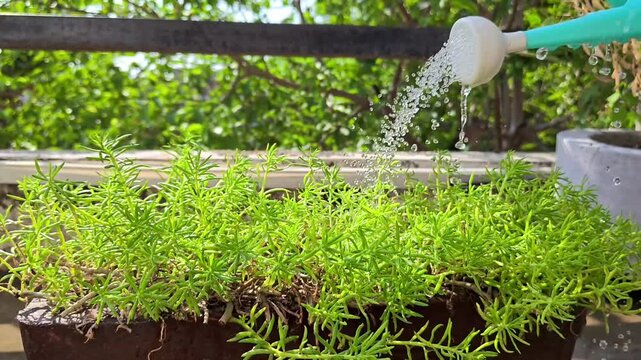 Watering portulaca grandiflora flowering plant with a watering can
