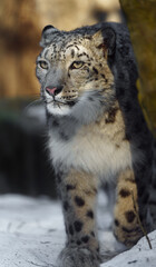 Naklejka premium Snow leopard