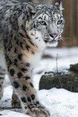 Fototapeta premium Snow leopard