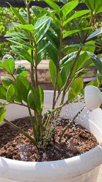 Watering ZZ Plant (Zamioculcas zamiifolia) Houseplant in a Pot