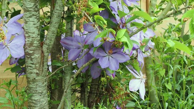 Purple clematis with fully opened flowers climbing up a cherry tree.