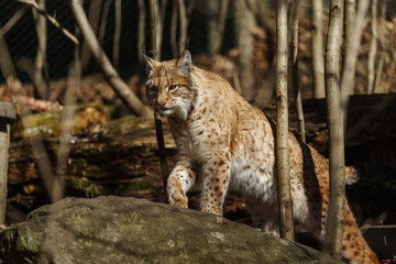 Fototapeta premium Eurasian lynx