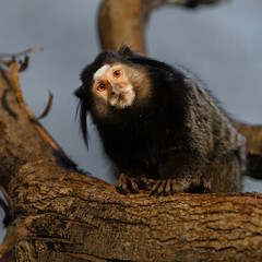 Fototapeta premium Black-tufted marmoset