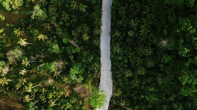 Aerial top-down view of a scenic road cutting through lush tropical greenery and palm trees in Catanduanes, Bicol, Philippines