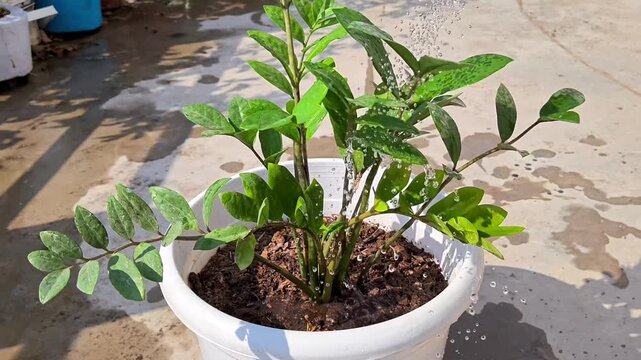 Watering ZZ Plant (Zamioculcas zamiifolia) Houseplant in a Pot
