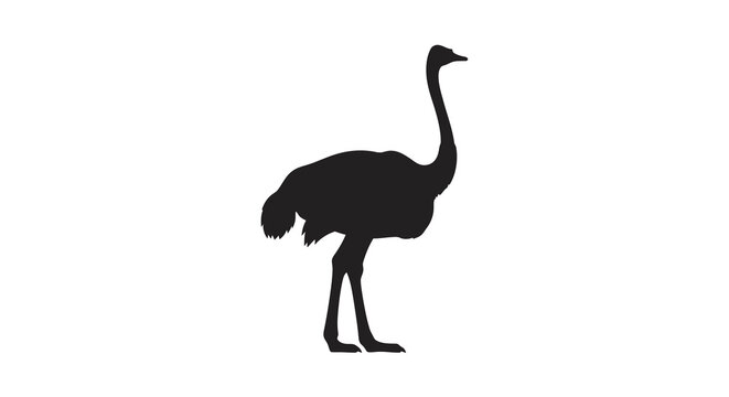 ostrich silhouette on white background bird animal