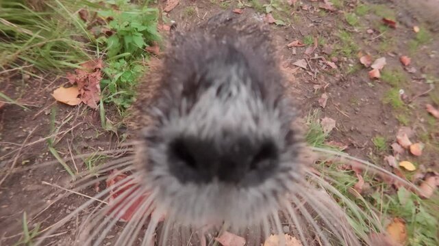 Curious Nutria walks from river, becomes on their hind legs leaning their front paws on tree roots and looking at camera, sniffs lens, then turns away and goes towards second Coypu walking along shore