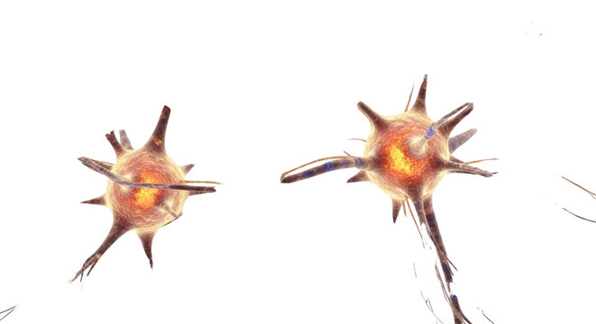 Neurons with dendrites and axons.
