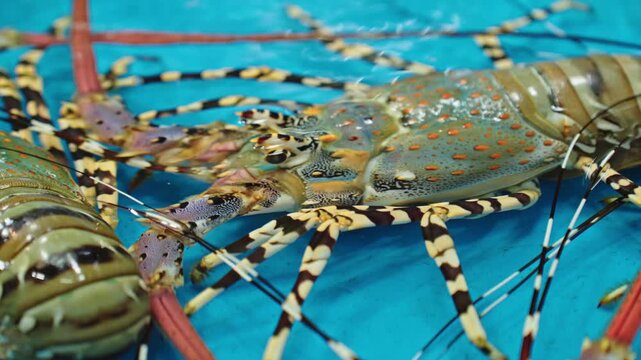 Live Spiny Lobster In Seafood Tank At Thai Fish Market Extreme Closeup