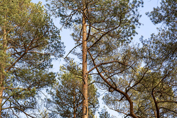 Fototapeta premium Looking up at tall pine trees against a clear blue sky in a Swedish forest. Scenic woodland canopy with sunlit branches, capturing the beauty of Nordic nature and wilderness.