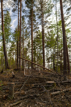 Forestry thinning area with logging residue and standing pine trees in managed woodland