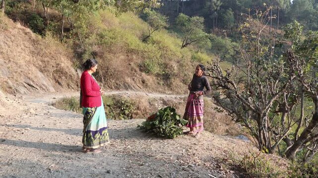Raw video footage of two rural Indian women cutting and collecting tree fodder in Uttarakhand India showcasing traditional farming and countryside village lifestyle.