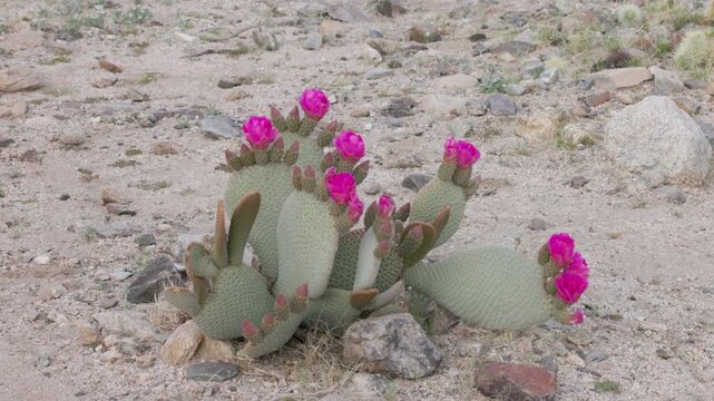 a wide zoom in shot of a flowering beavertail cactus at joshua tree national park in california, usa