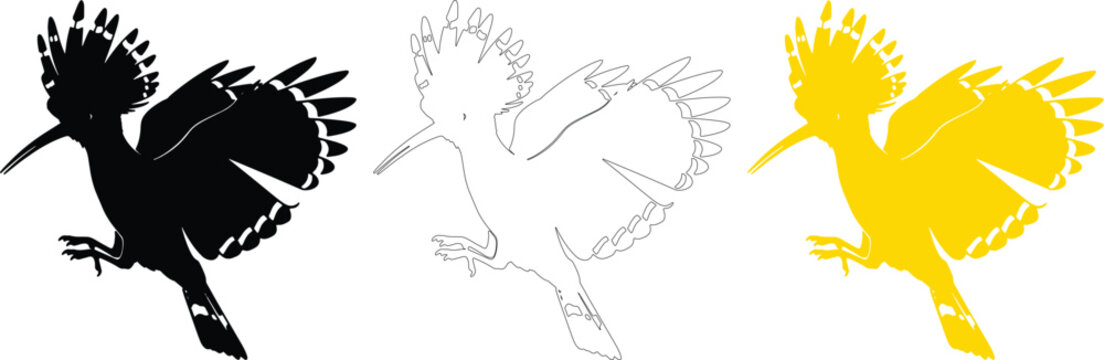 Vector flying hoopoe bird silhouette set, crested line art on transparent