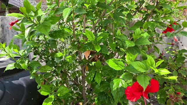 Watering hibiscus plant with a watering can in home garden