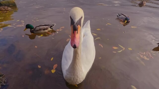 Swan cleans their feathers with their beaks, raise their heads, looks at camera and, opening their beaks wide try to bite lens, wild mallards swim nearby among fallen autumn leaves floating on water