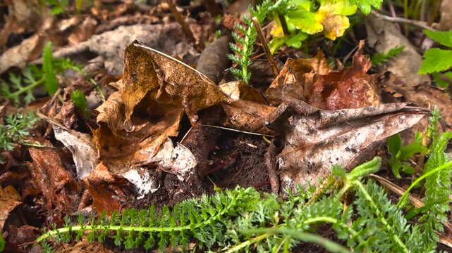 Macro view of an ant colony frantically working among fallen leaves, green grass, and soil in a natural forest environment, representing teamwork, diligence, and the cycle of nature