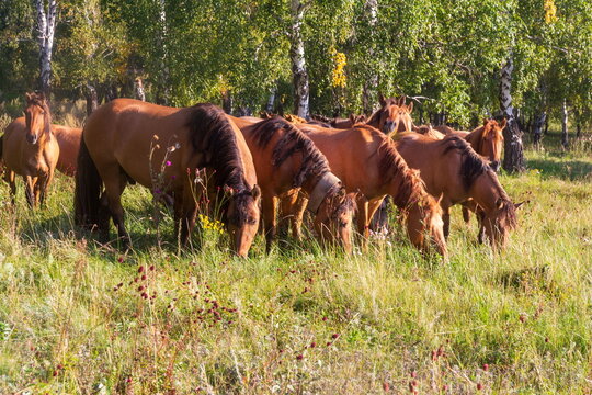 A herd of Bashkir horses grazes in a clearing in the forest on a summer day